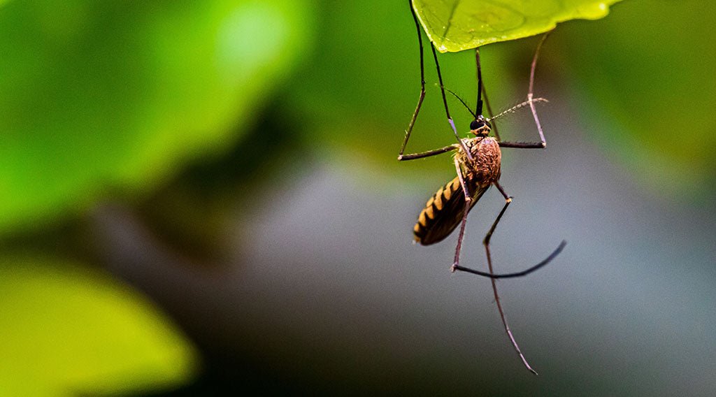 Mosquitos Select Targets Based on More Than CO2 - CO2 Meter